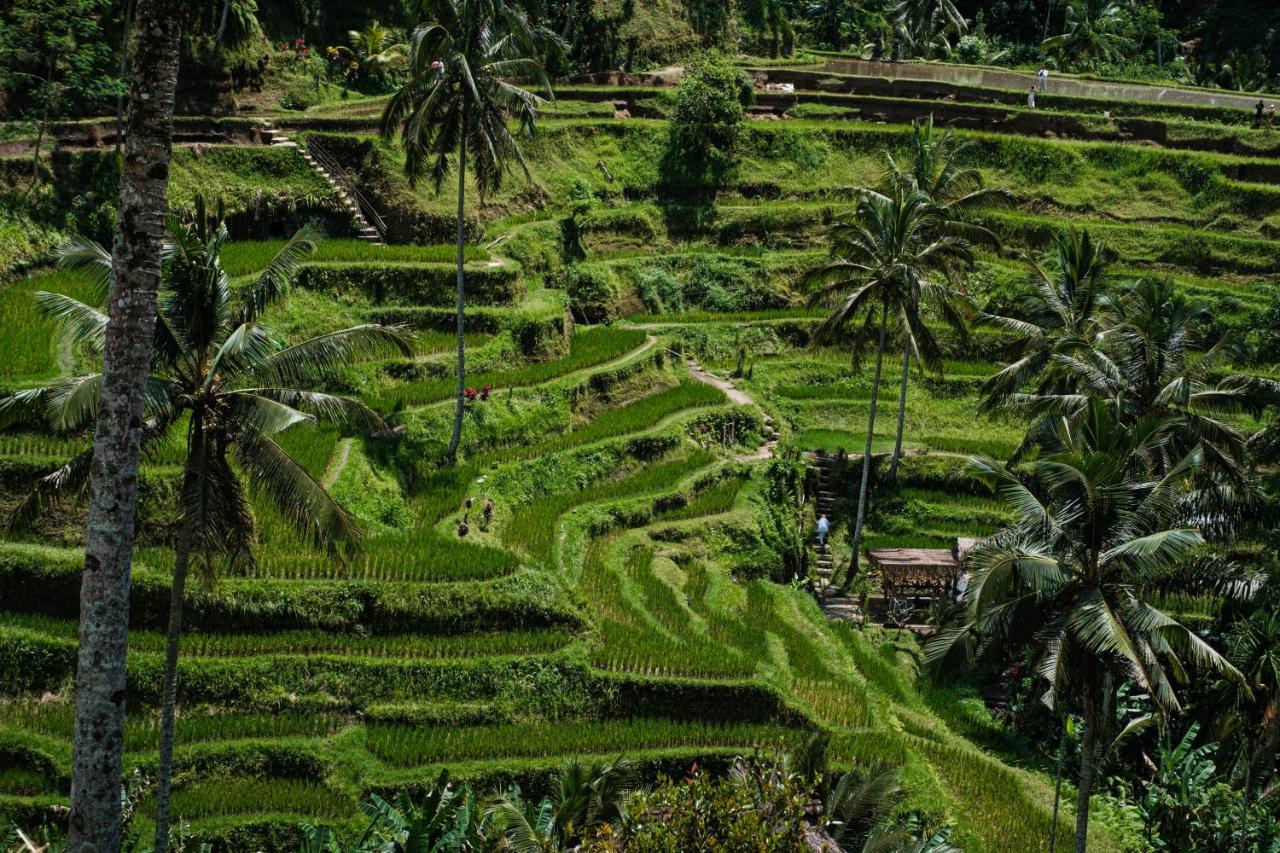 Asri Cinta Villa Ubud Exterior photo